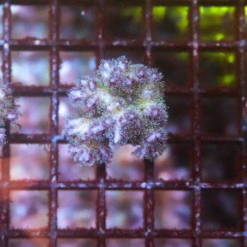 Pocillopora damicornis pink [LOT-B] | WYSIWYG-5 