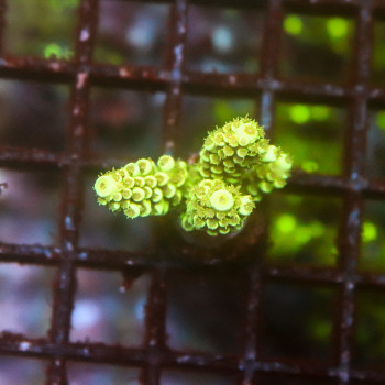 Acropora tenuis vert [LOT-B] | WYSIWYG-14 