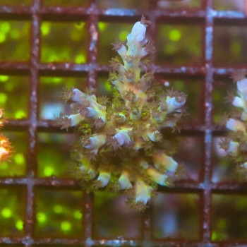 Acropora tortuosa [LOT-B] | WYSIWYG-16 