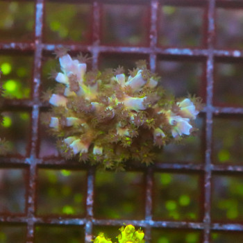 Acropora tortuosa [LOT-B] | WYSIWYG-17 