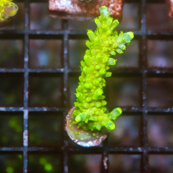 Acropora Secale [LOT-B] | WYSIWYG-19 