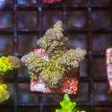Acropora tenuis [LOT-B] | WYSIWYG-28 