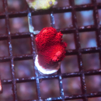 Montipora digitata [LOT-B] | WYSIWYG-30 