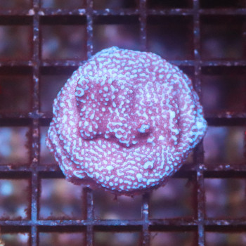 Montipora danae superman reverse [LOT-B] | WYSIWYG-36 