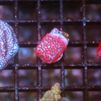 Montipora danae superman [LOT-B] | WYSIWYG-37 