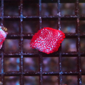 Montipora danae superman [LOT-B] | WYSIWYG-38 