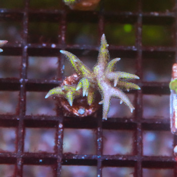 Seriatopora hystrix [LOT-B] | WYSIWYG-42 