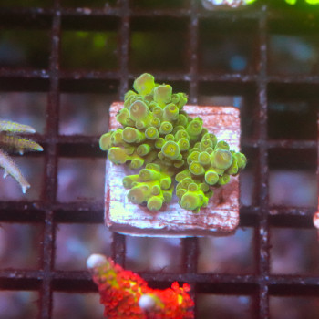 Acropora squarrosa [LOT-B] | WYSIWYG-43 