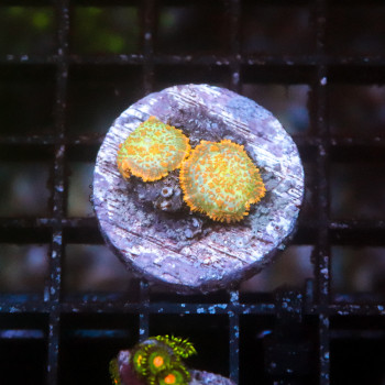 Rhodactis sp. Ultra [LOT-B] | WYSIWYG-54 