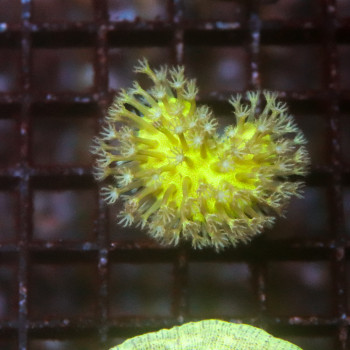 Sarcophyton elegans vert fluo [LOT-B] | WYSIWYG-56 
