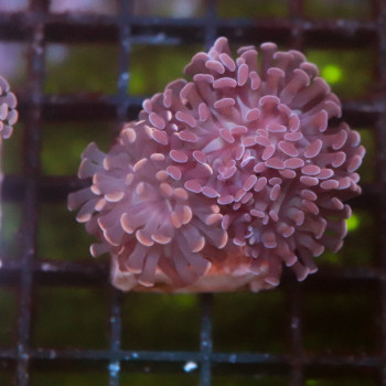 Euphyllia paraancora pink [LOT-B] | WYSIWYG-66 