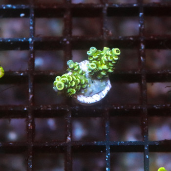 Acropora prostrata [LOT-B] | WYSIWYG-71 