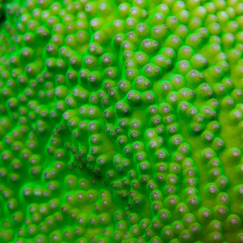 Euphyllia ancora green stem light| CATALOGUE 
