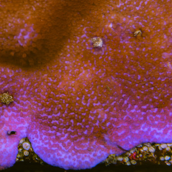 MONTIPORA DANAE SUPERMAN