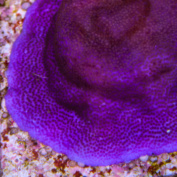 MONTIPORA MOLIS VIOLET 