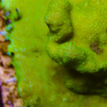 MONTIPORA DANAE HULK 