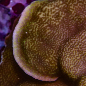 MONTIPORA CAPRICORNIS