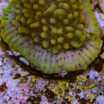 MONTIPORA PALAWENSIS KUNGPOW