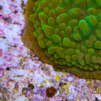 MONTIPORA PALAWENSIS VERT