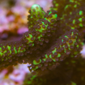 MONTIPORA DANAE (BRANCHING)