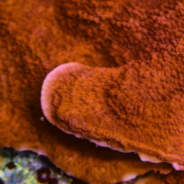 MONTIPORA FOLIOSA ROUGE 