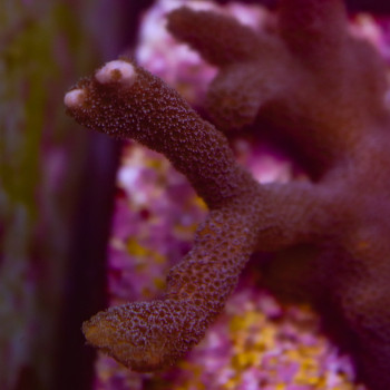 MONTIPORA DIGITATA BLEU