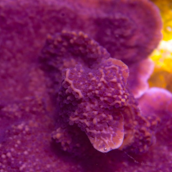 MONTIPORA FOLIOSA VIOLET