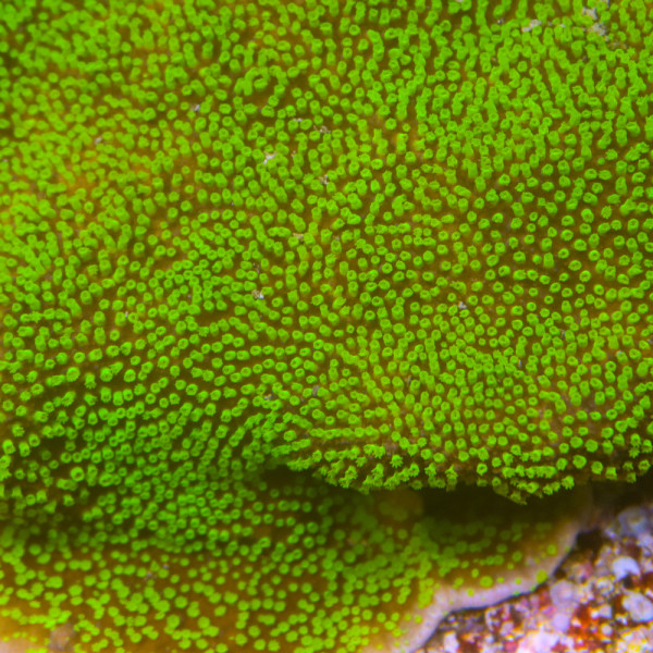 Euphyllia yaeyamaensis Vert [LFDC] | WYSIWYG_D-6