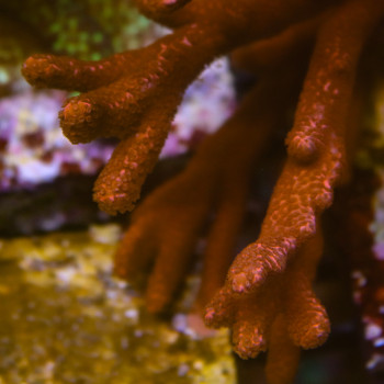 MONTIPORA DIGITATA ROUGE