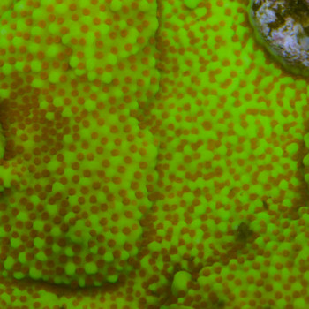 MONTIPORA DANAE CHILI PEPPER