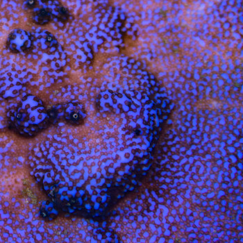 MONTIPORA DANAE SUPERMAN REVERSE 