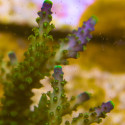 ACROPORA SECALE