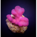 Stylophora pistillata (Pink Tonga) (Frag) 