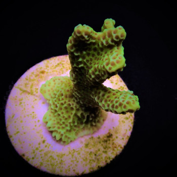 Montipora confusa (frag) 