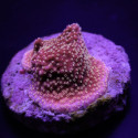 Montipora spp, (Premium) (frag) 