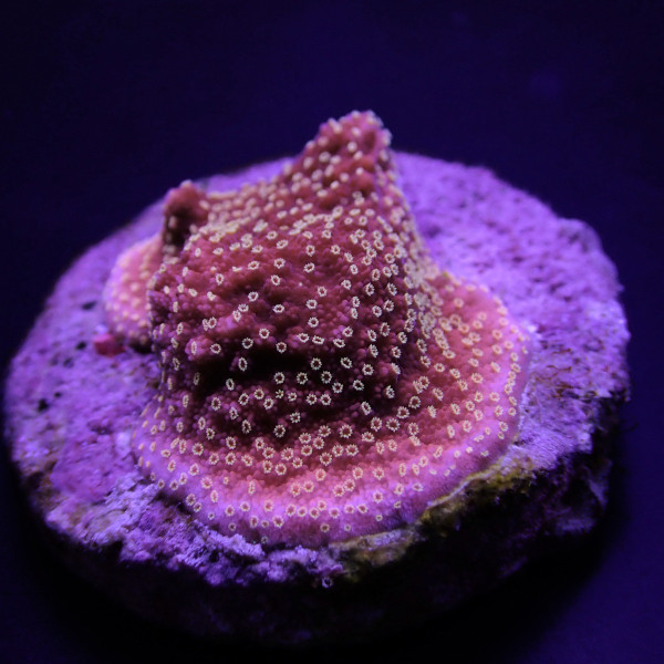 Montipora spp, (Premium) (frag) 