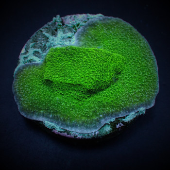 Montipora spp, (Encrusting) (Green) (frag) 