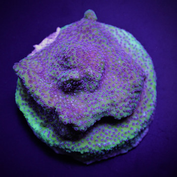 Montipora spp, (Blueberry Pie) (frag) 