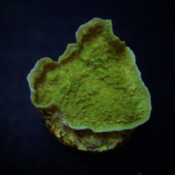 Montipora spp, (Laminar) (Green) (frag) 