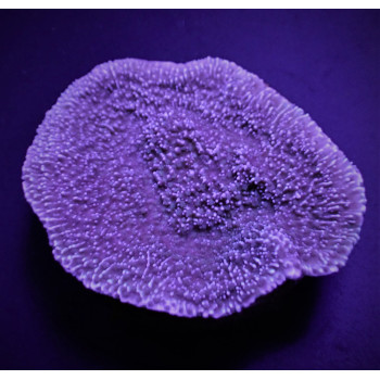 Montipora spp, (Laminar) (Purple/Blue) (frag) 