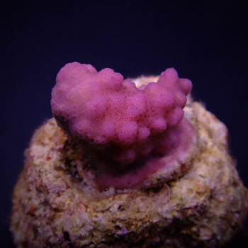 Pocillopora verrucosa (Pink) (frag) 