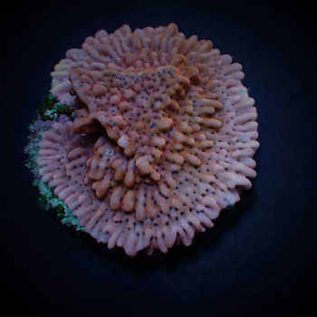 Montipora danae (Colored Polyp) (frag) 