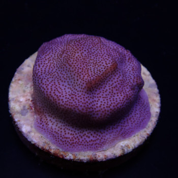 Montipora spp, (Encrusting) (Purple/Blue) (frag) 