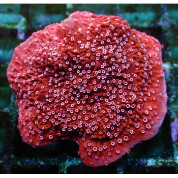 Montipora spp, (Snow Cap) (frag) 