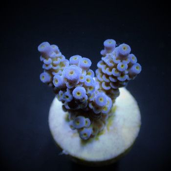 Acropora tenuis (frag) 