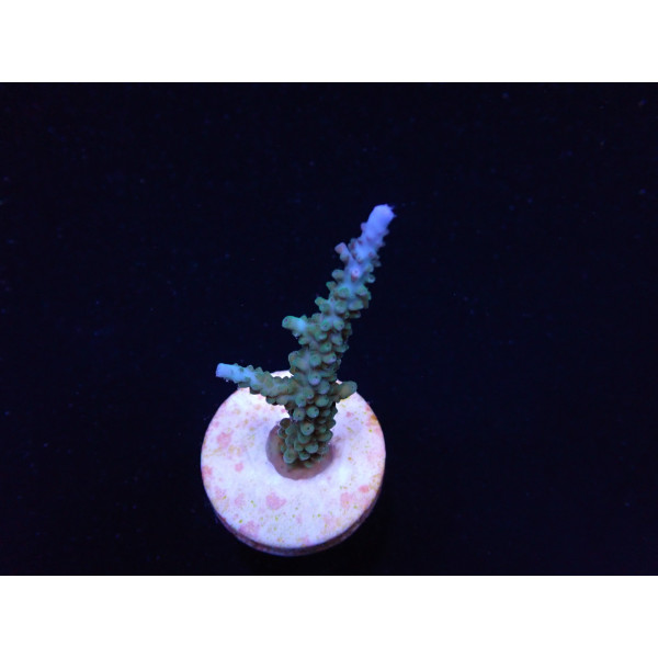 Acropora parilis (frag) 