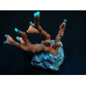 Montipora spp, (Branched) (Red Polyp) (frag) 