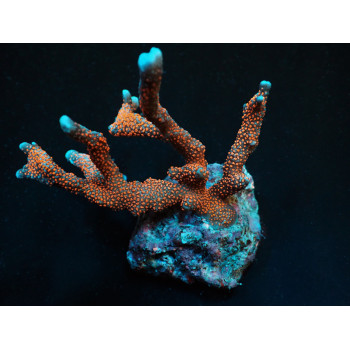 Montipora spp, (Branched) (Red Polyp) (frag) 