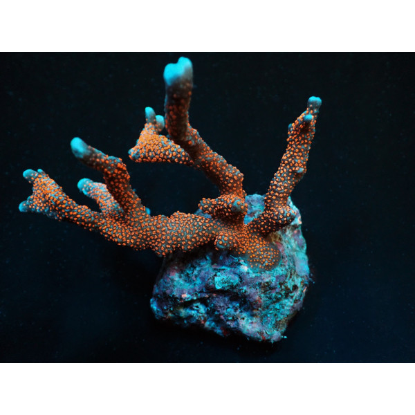 Montipora spp, (Branched) (Red Polyp) (frag) 