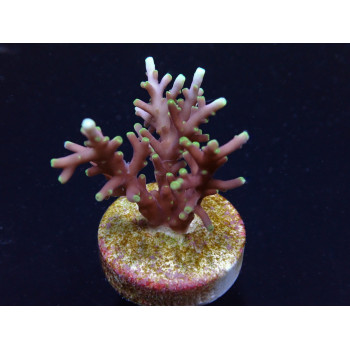 Acropora carduus (frag) 